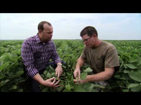 Illinois Soybean Farm - America's Heartland