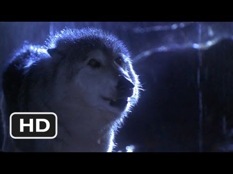 Lassie (3/9) Movie CLIP - Lassie vs. Wolf (1994) HD