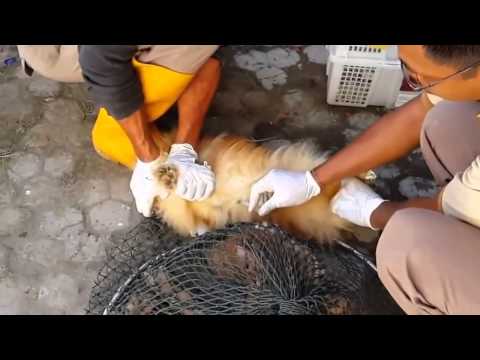 ✦BRUTAL CULLING OF SMUGGLED DOGS IN BALI✦