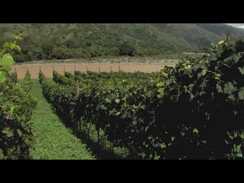 Producing Wine at Cauca River Shores in Colombia- TvAgro por Juan Gonzalo Angel