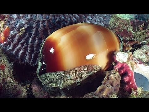 Molluscs - Reef Life of the Andaman - Part 14