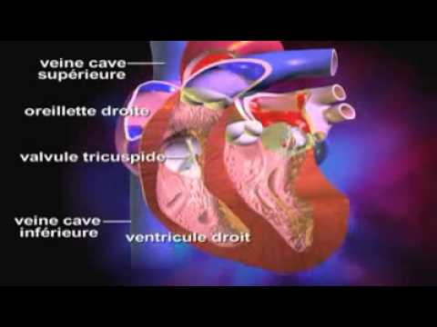 Fonctionnement du coeur   Symptômes   Définition   Diagnostic   Traitements flv240p H 263 MP3