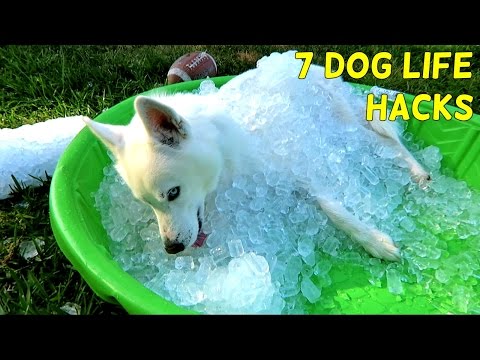 7 Simple Life Hacks for Your Dog