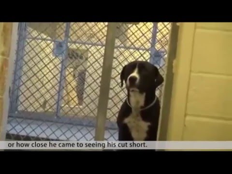 Shy Shelter Dog FLIPS OUT After Realizing He's Been Adopted