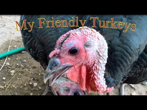 My Friendly Turkeys #turkey #bird #jpc