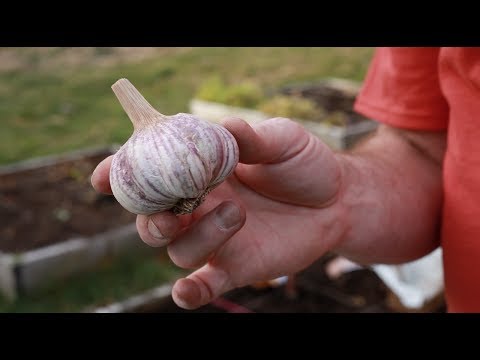 How To Grow Garlic At Home