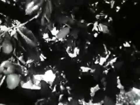 The Private Lives of Adam and Eve 1960 Full Movie