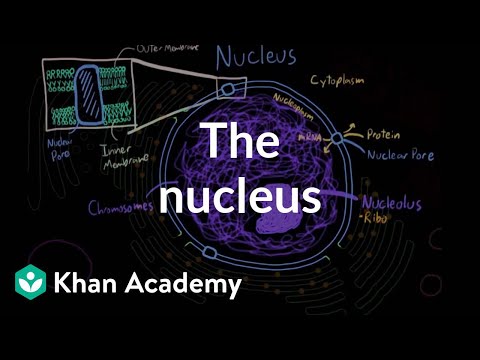 The nucleus