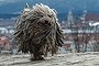 Seven year old Hungarian herding dog Derci runs along the Olympiaberg hill during stormy weather in Munich, southern Germany, Monday, Jan. 4, 2016. (Matthias Balk/dpa via AP)