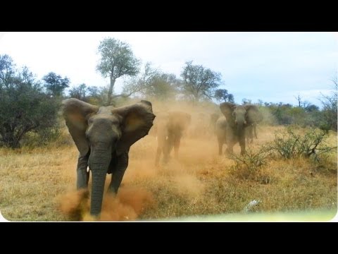 Elephant ATTACKS Safari Jeep | EXCLUSIVE Footage [Never Before Seen]