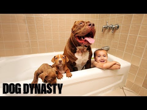 Giant Pit Bull Hulk's $500,000 Puppy Litter