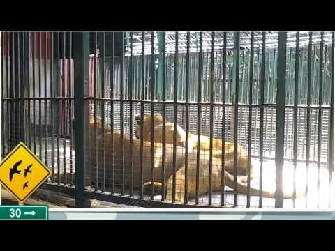 Thiruvananthapuram Zoo, Kerala