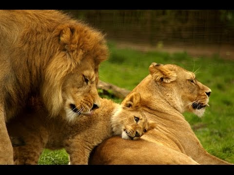 Lion NOTCH, The Documentary NOTCH's Army Super Coalition of Male Lions- lions documentary