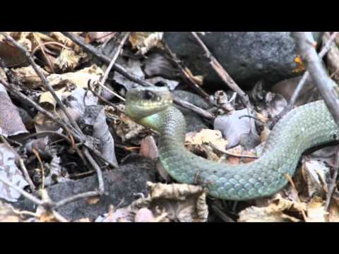 The snakes of Kamloops B.C. Canada