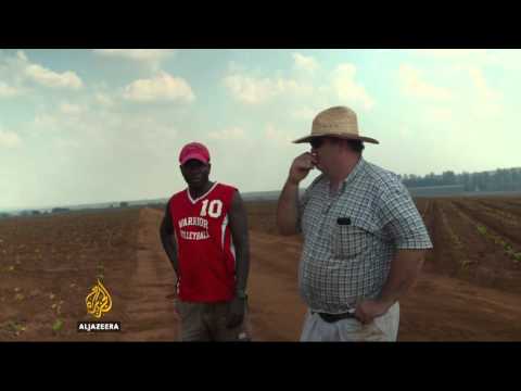 Zimbabwe's white farmers start anew in Mozambique