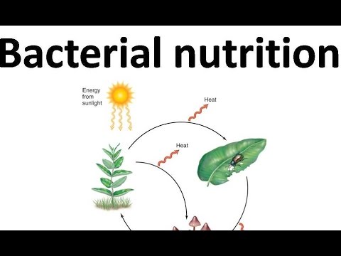 Autotroph, heterotroph, chemolithotroph etc.