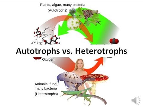 Autotrophs vs Heterotrophs