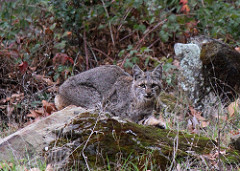 Bobcat, Los Padres National Forest, Santa Barbara County, California