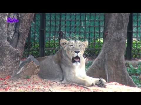 Mysore zoo