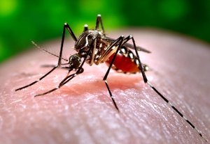 This 2006 photo made available by the Centers for Disease Control and Prevention shows a female Aedes aegypti mosquito acquiring a blood meal from a human host at the Centers for Disease Control in Atlanta.