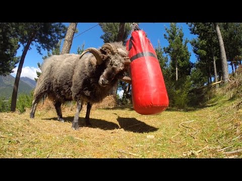 Angry Ram destroys a punching bag