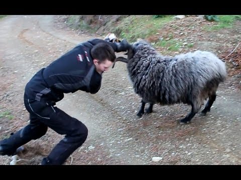 Angry ram finds 2 more victims.