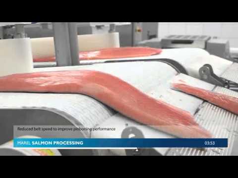 Marel - Automation in salmon fillet processing - Icefresh