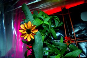 International Space Station astronaut Scott Kelly posted an image on Twitter of this flower that was grown on the ISS, saying:  "Yes, there are other life forms in space! #SpaceFlower #YearInSpace", 16 January, 2015.