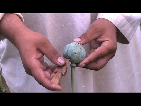 NATO in Afghanistan - Fighting poppy in Nangarhar province