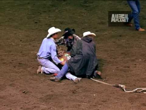 Rodeo Bull Attack