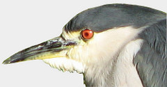 Black-crowned Night-Heron