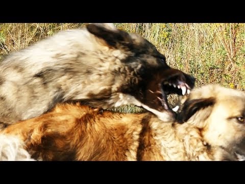 Rank Fight - Ethology of Livestock Guardian Dogs - 01.