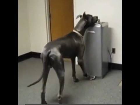 Best Of Funny Great Dane Compilation 2015