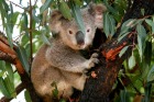 A koala sits in a tree.