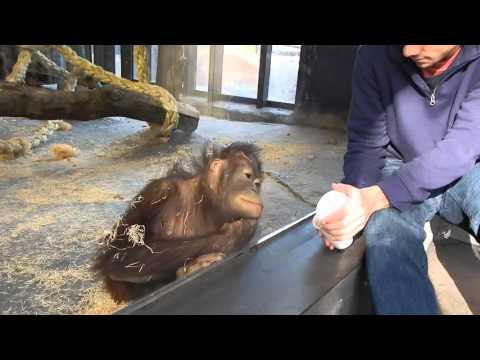 Monkey Sees A Magic Trick