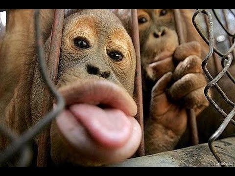 Top 10 Most Funny Monkey Videos 2015