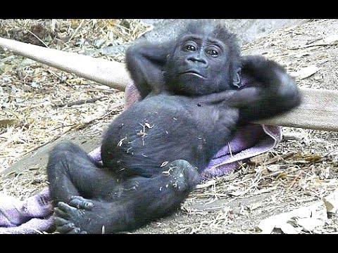 Funny Monkey Videos - A Funny Monkeys Compilation 2015