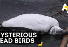 8,000 Suddenly Dead Birds in Alaska; What does it Mean