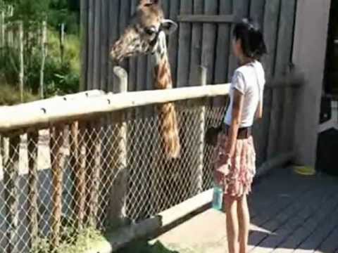 Tour Through The Cincinnati Zoo