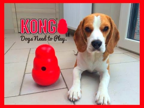 Dog Toy Critic "Louie The Beagle " Episode #2 : KONG WOBBLER