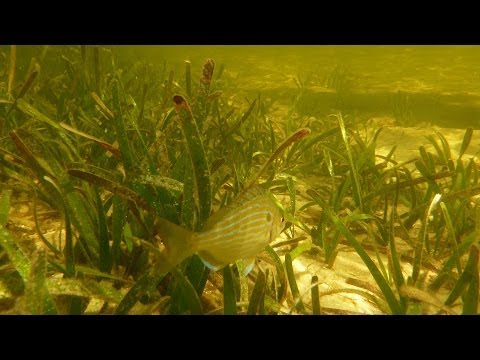 Seagrass Beds and Blue Carbon: In the Grass, On the Reef