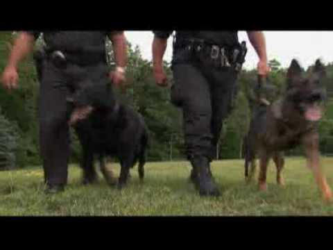 Dogs 101 German Shepherd Video Animal Planet