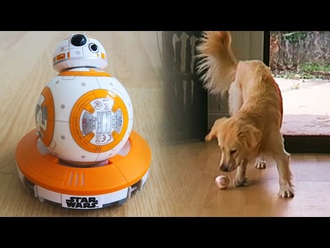 Cooper vs Sphero BB-8 Remote Control Droid! (Super Cooper Sunday #41 - Star Wars!)