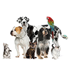 Pets,Animals and Livestock image