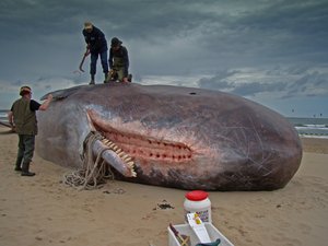 Sperm Whale