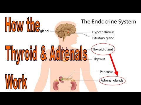 How to heal your thyroid and adrenals