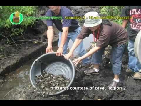 Department of Agriculture-Bureau of Fisheries & Aquatic Resources Reg. 2: Projects & Programs Part 1