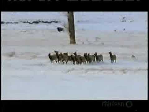 Gray Wolf Kills Elk