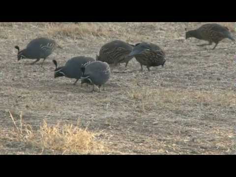 Running of the Quail