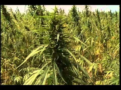 Hemp - What Are We Waiting For?